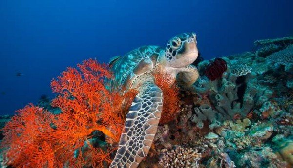 Snorkeling di Kepulauan Gili Open Trip - Gili Hai