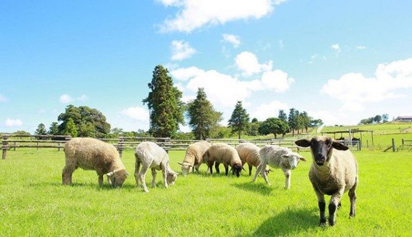 Tiket Chiba Mother Farm Tokyo